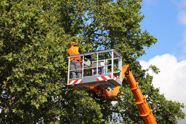 How Our Tree Care Process Works  in  Wilton Manors, FL