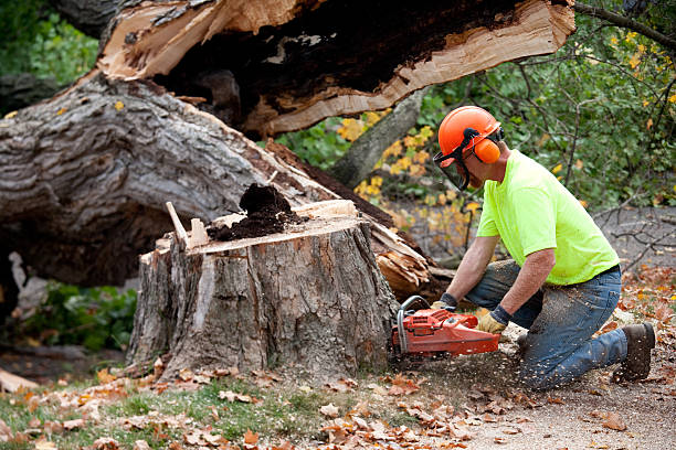 Best Stump Grinding and Removal  in Wilton Manors, FL